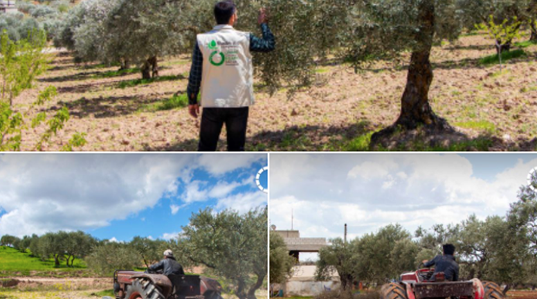 An agricultural project to revitalize the olive value chain