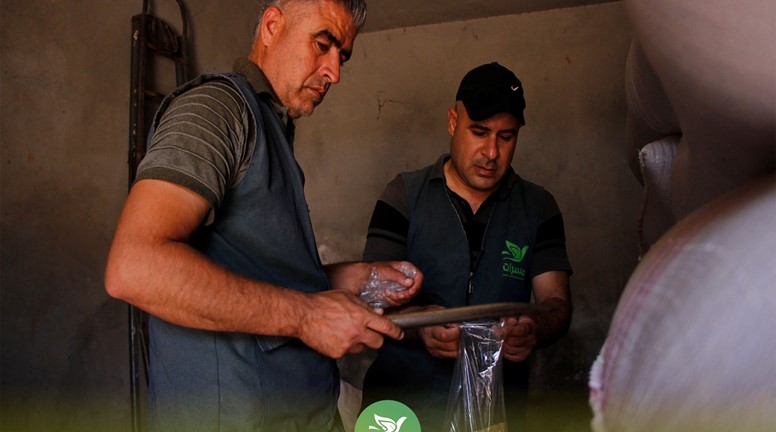 Masrat buys part of the wheat production for support in Idlib countryside