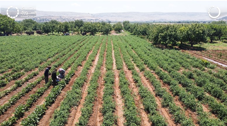 برنامج الأمن الغذائي وسبُل العيش يدعم أكثر من ٧٥ مزارع في الشمال السوري