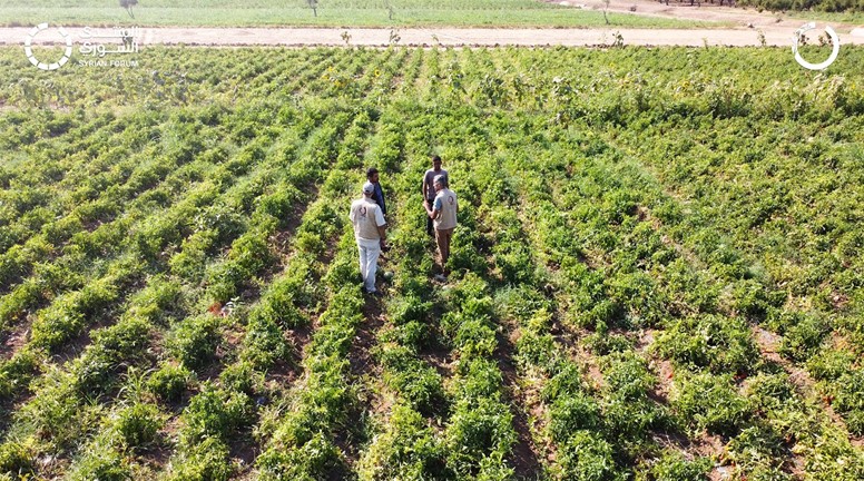 دعم 100 مزارع  لزراعة الخضراوات الصيفية في جينديرس